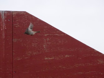 sparrow flight 2-2-15